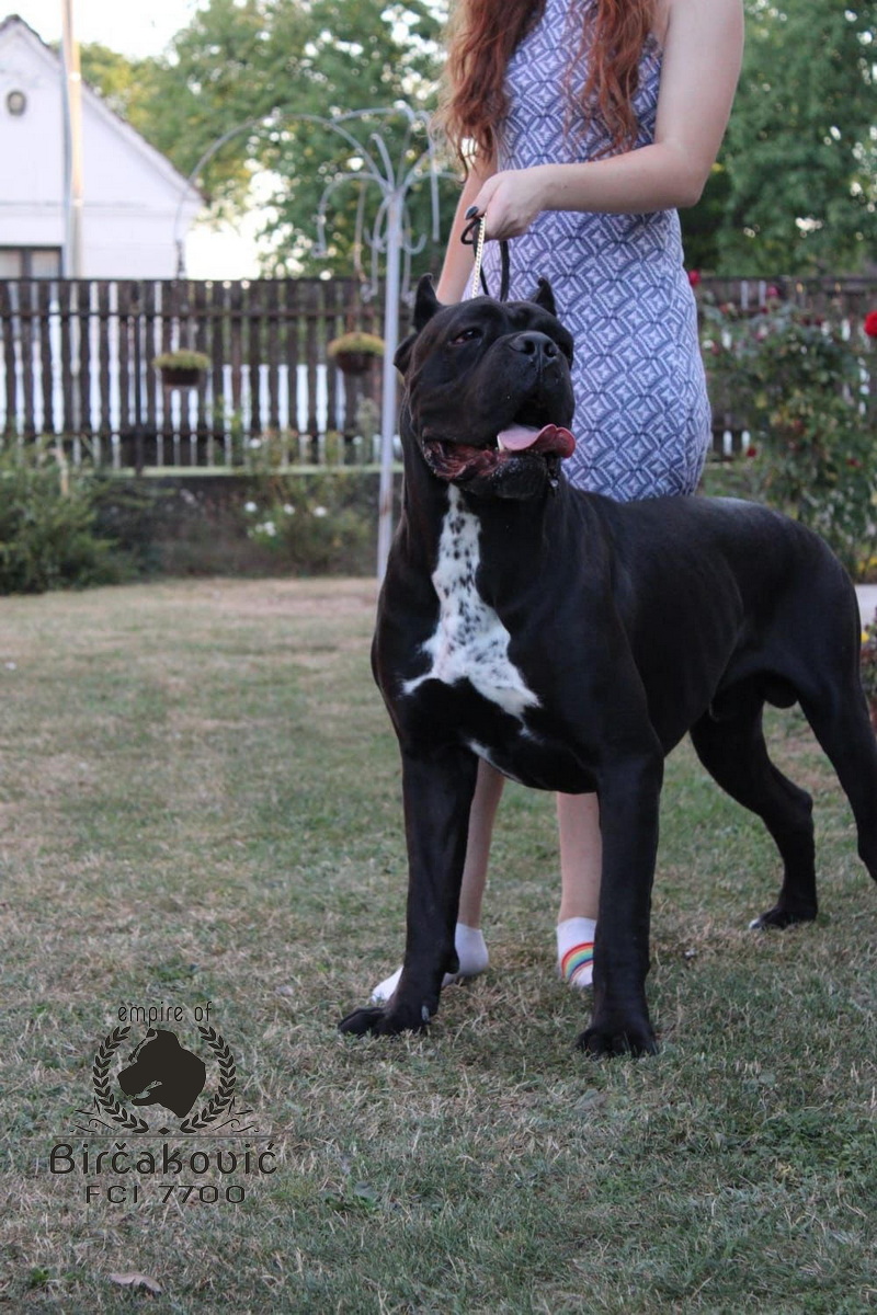 Apriori Best Ignite My Fire