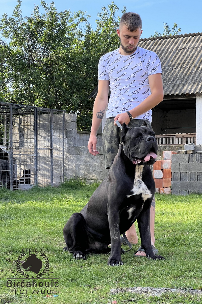 Apriori Best Ignite My Fire