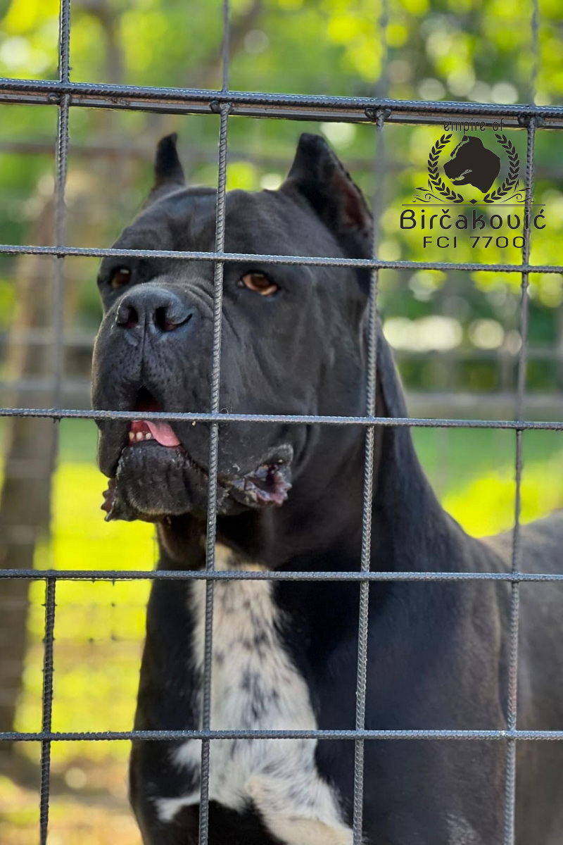 Apriori Best Ignite My Fire