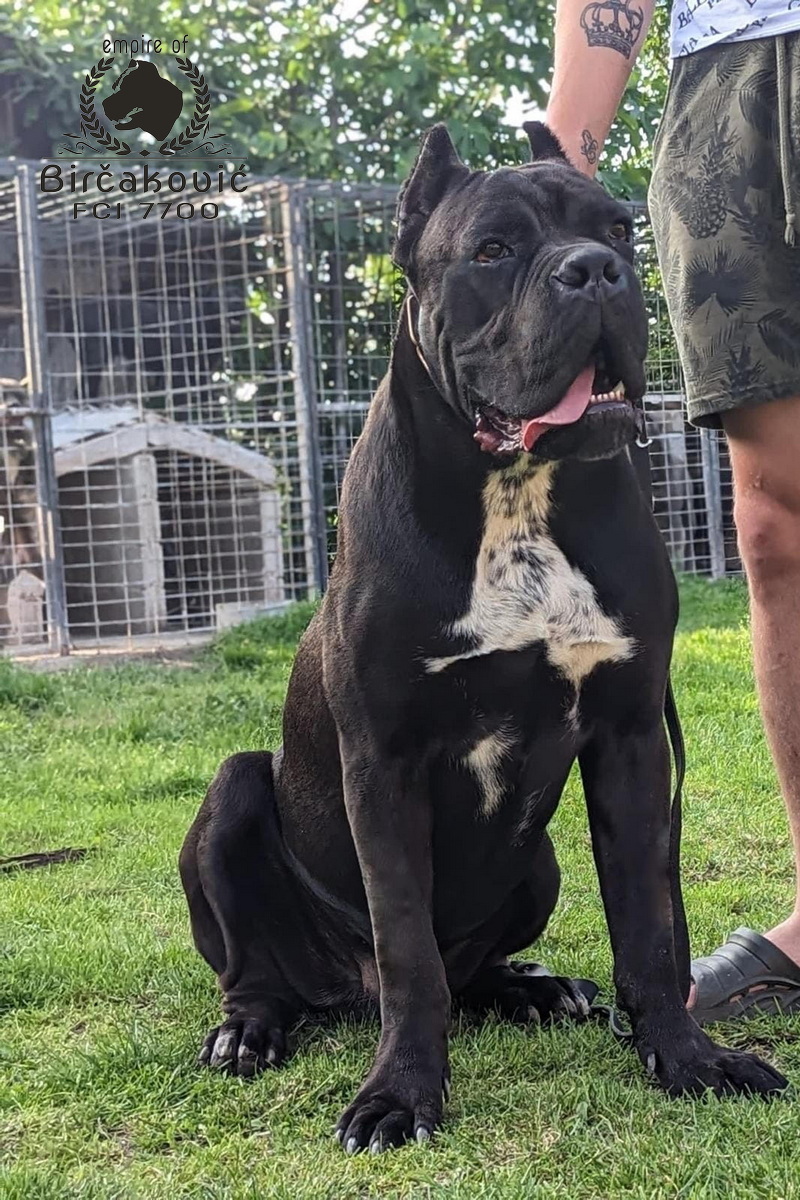 Apriori Best Ignite My Fire