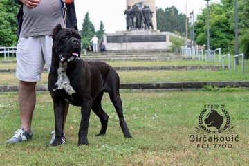 Apriori Best Ignite My Fire