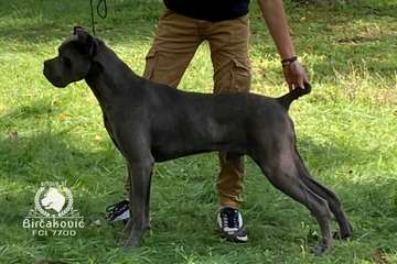 HECTOR aka ANUBIS